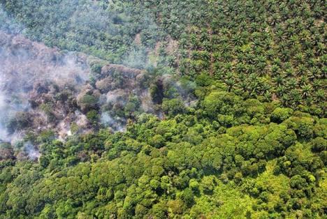 Nilai Tukar Petani Holtikultura Riau Alami Kenaikan   