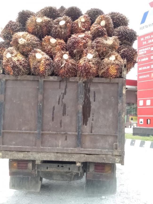 Harga TBS Anjlok, Petani Plasma Kuansing Menjerit