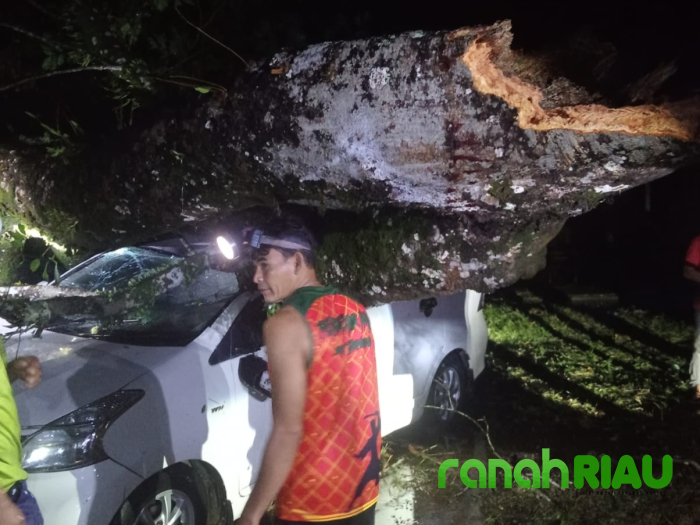Diguyur Hujan Lebat dan Angin Kencang, Satu Unit Mobil Tertimpa Pohon Rambutan di Lubuk Ambacang