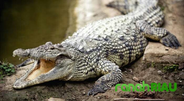 Awal Tahun 2021, Tangan Seorang Kakek di Kabupaten Inhil Disambar Buaya