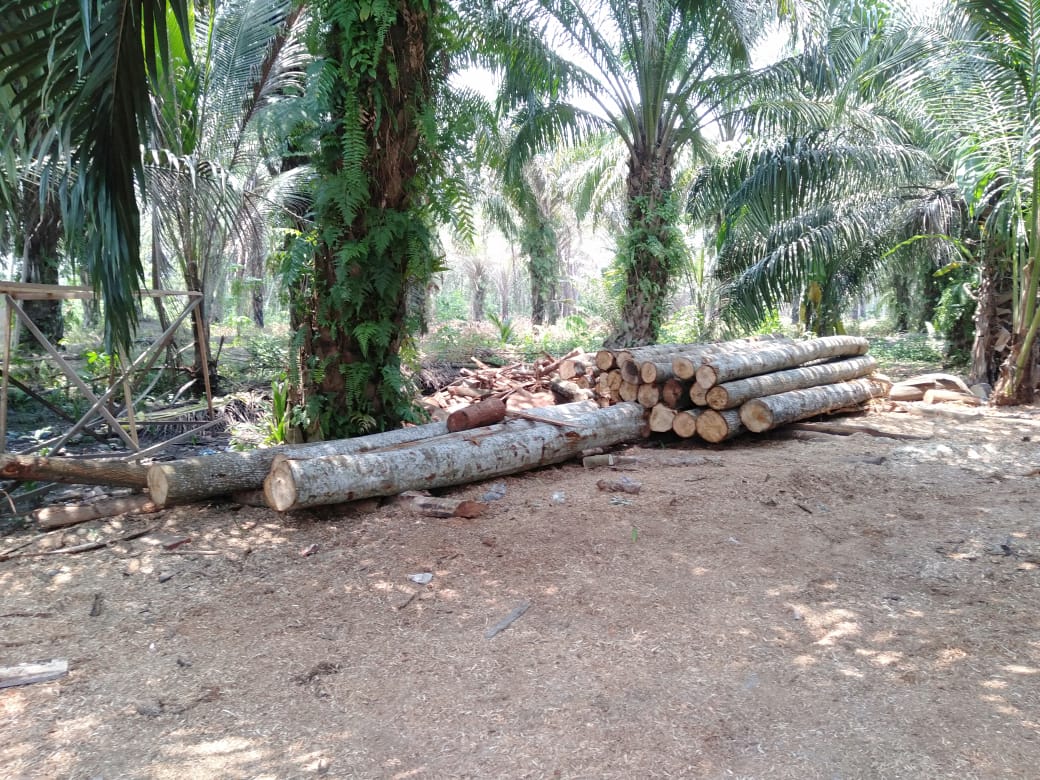 Kompol Arvin SIK : Kita Lidik Aktifitas Dugaan Ileggal logging