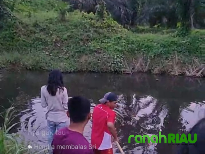 Kolam Limbah Pabrik PT. SKA Timpeh 4 Jebol, Ribuan Ikan di Lubuk Larangan Mati