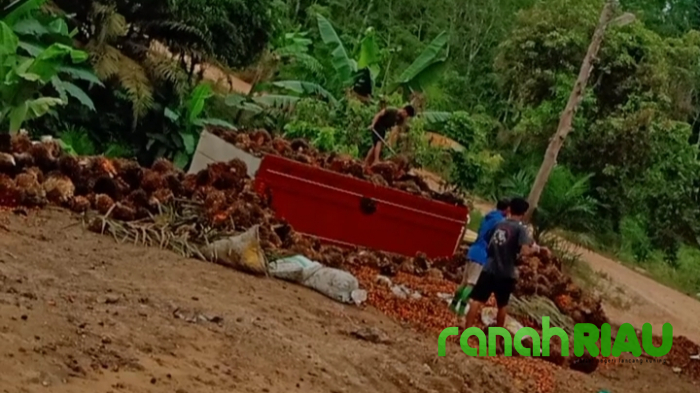 Direktur BUMDes Kelola Ratusan Hektare Kebun Sawit Pemda Kuansing, di Kawasan Hutan Lindung