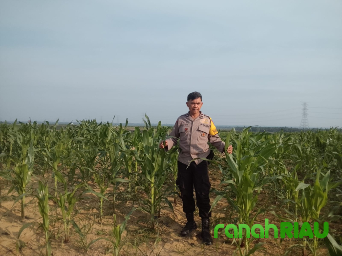Aipda Azwan Har dampingi Petani Semprot Pupuk di Lahan PT SIR dukung Ketahanan Pangan