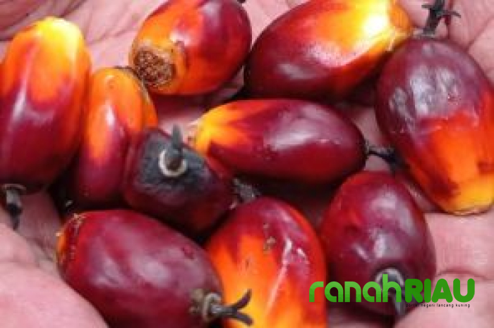 Dear Petani Sawit, Harga TBS Mitra Swadaya di Riau kembali Naik, Segini Harganya