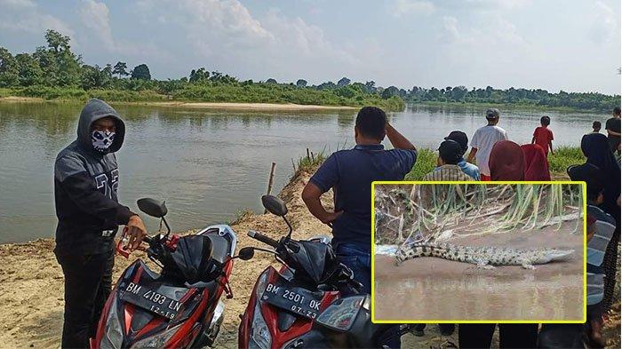 Waduh.. Ada Penampakan Buaya Berjemur Disungai Kampar