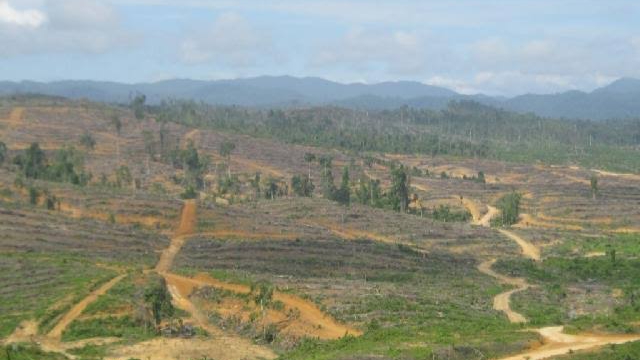 Perambahan Hutan Kawasan Masih Terus Berlangsung di Sumpu, Pangkalan Indarung dan Tanjung Medang