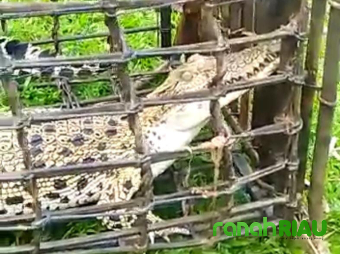 Warga Kuansing Temukan Seekor Buaya di Perangkap Ikan
