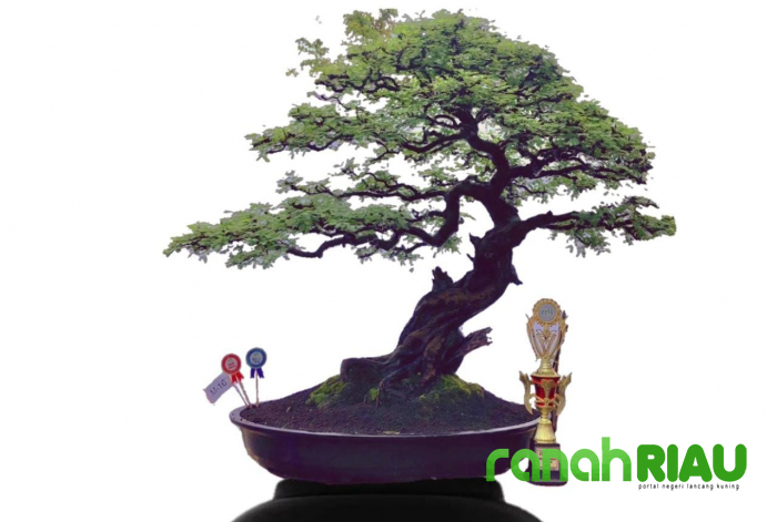 Berumur 25 Tahun dan Tinggi 110 cm, Bonsai Arabica Kompol Teddy raih Best Ten kelas Madya