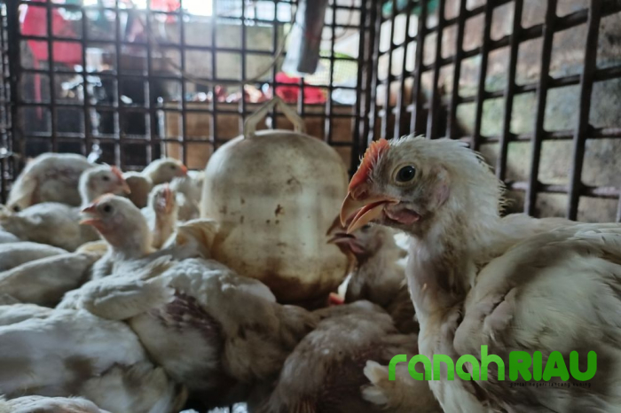Harga Ayam di Pasar Sail Stabil jelang Malam Tahun Baru, Aktivitas Belanja berjalan Normal 