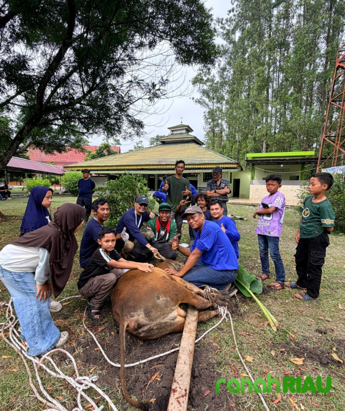 Empat Sapi Kurban Disembelih, FISIP UNRI Rawat Tradisi Solidaritas dan Kepedulian Sosial