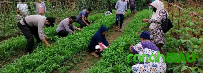 Kapolsek Kuantan Mudik ikut Panen Sayur di Kampung Tangguh