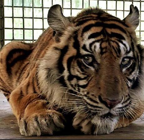 Deforestasi meningkat, Harimau sumatera jadi imbasnya