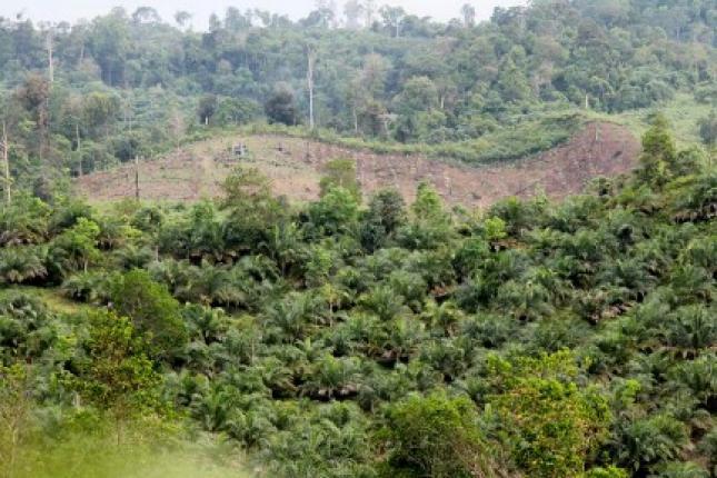 Ribuan Hektar HP Bangunpurba Bakal Jadi Kawasan Tahura di Rohul