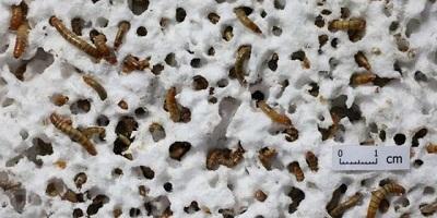 wahh... ditemukan Ulat Pemakan Plastik