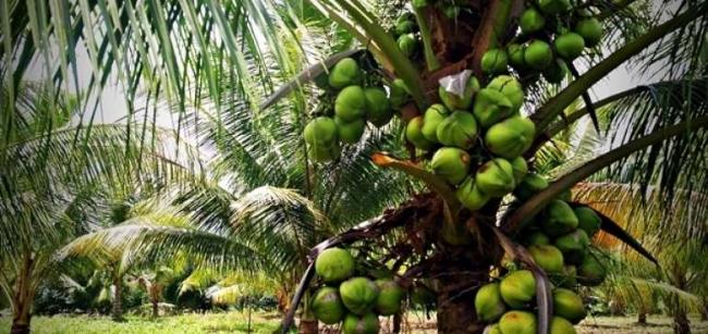 Dana Desa Dimanfaatkan Untuk Budi Daya Kelapa