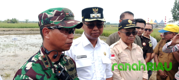 Wabup Rohil Panen Raya dan Tanam Ulang Padi di Wilayah Kepenghuluan Rokan Baru Pesisir