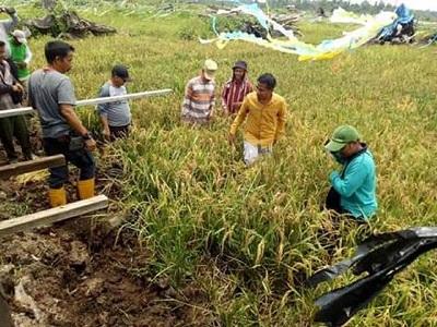Tiga Varietas Unggulan Pelalawan capai Produktivitas Tinggi
