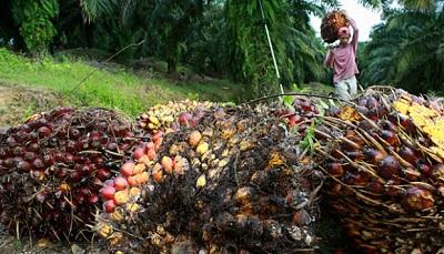 Ratusan Petani Unjuk Rasa Menuntut Pembayaran Hak Petani oleh Pabrik Kelapa Sawit