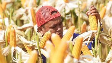 TNI Rohul dan Masyarakat Panen Bersama Lima Hektare Jagung