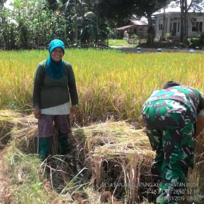Koptu Kadarisman Bantu Petani Panen Padi