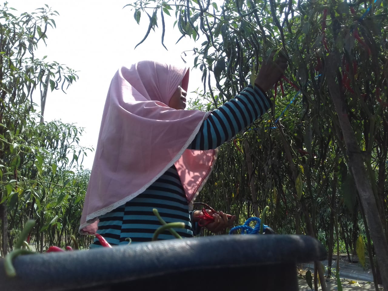 Ini Harapan Warga Sleman pada Jokowi di Periode kedua