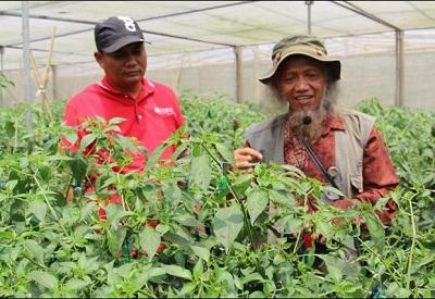 Balitsa Kementan RI, Siap Kembangkan Teknologi Inovasi  Sayur di Dharmasraya 