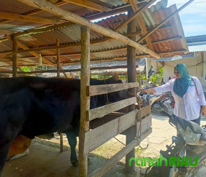 Intruksi Bupati, PT BLJ Bengkalis Salurkan Hewan Kurban ke 11 Kecamatan