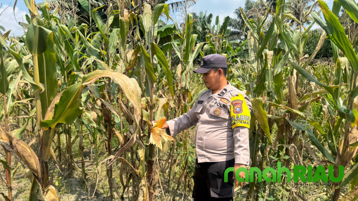 Untuk Memastikan Tanaman Jagung Tumbuh dengan Baik, Polsek Singingi Lakukan Pengecekan Berkala