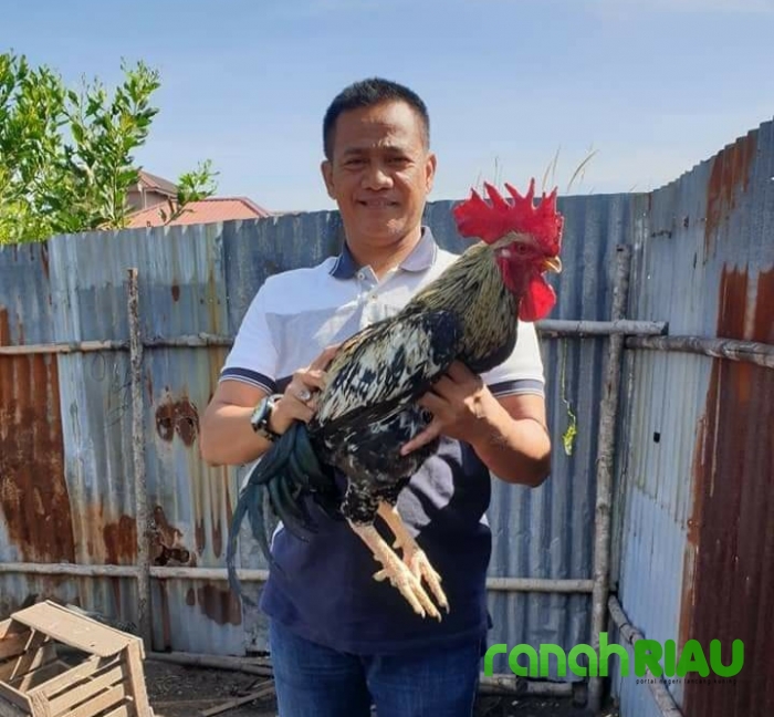 Dedi : Alhamdulilah Beternak Ayam KUB Bangkitkan Ekonomi Masyarakat