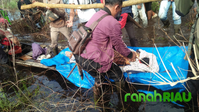 Seorang Petani Tak Bernyawa Robek dan Tercabik Diduga di Serang Harimau