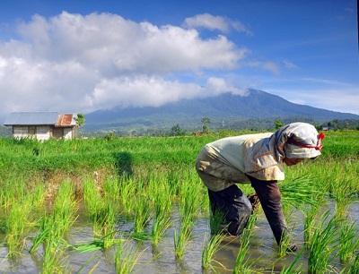 Sistem Irigasi Sawah di Siak jadi Percontohan Nasional