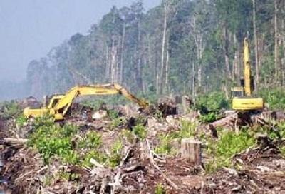 Sejumlah Hutan Lindung dirambah Perusahaan dari Sumatera Barat