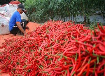 Harga Cabai Di Pekanbaru Semakin Pedas