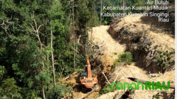 Heboh..! Oknum Kades Diduga Terlibat Dalam Perambahan Hutan Lindung di Kuansing