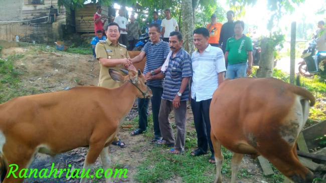 Wakil Bupati Kuansing Serahkan Hewan Qurban Di Kecamatan Kuantan Mudik 