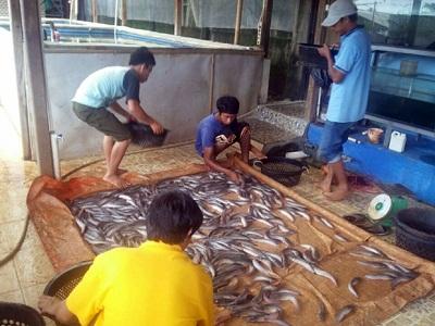 Bupati Siak Ajak Masyarakat Kembangkan Budidaya Lele 