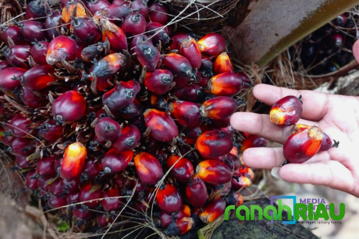 Full Senyum: Harga Kelapa Sawit mitra Plasma Naik Lagi, Minggu ini dihargai Rp3.686 per Kg