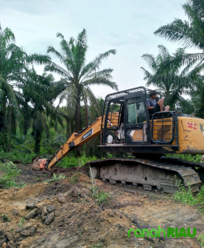 Arara Abadi tumbangkan Sawit di Lahan KSO Agrinas 