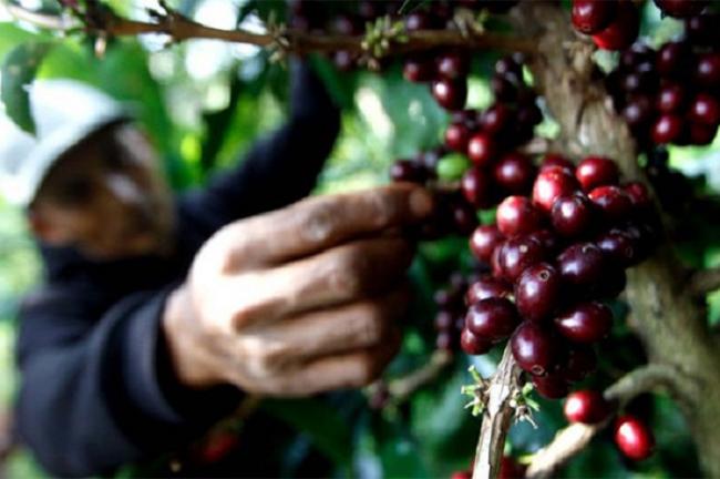 Inflasi 0,81 Persen, Kopi Manis Picu Inflasi di Riau