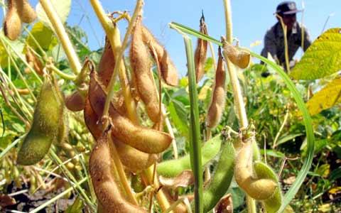 Pekaitan Rohil Panen Raya Kedelai