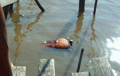 Sosok Mayat Perempuan Ditemukan Mengapung Di Perairan Kecamatan Tanah Merah