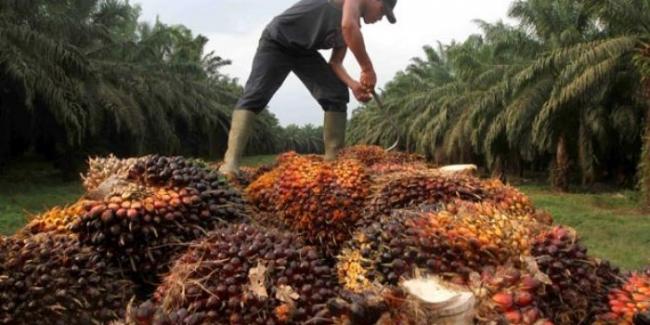  Harga Sawit di Riau Turun Rp19,83/Kg
