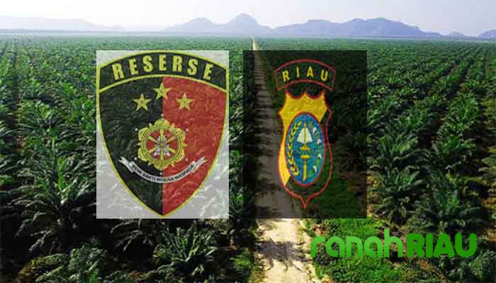 LSM Amatir bongkar Ratusan Perkebunan Sawit Ilegal, Diduga ada nama Pengusaha Berkuasa