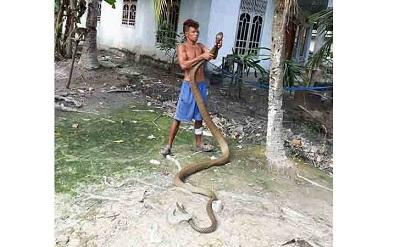 Wuidihhh.. Pemuda Asal Kampar Ini Bermain Dengan King Cobra, Netizen Heboh
