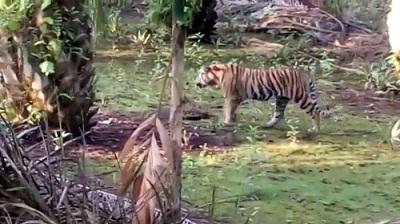 Harimau Sering "Bertandang" ke Pemukiman, Warga Pelangiran terancam