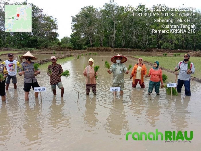 Polsek Kuantan Tengah dan Warga Bercocok Tanam di Kampung Tangguh