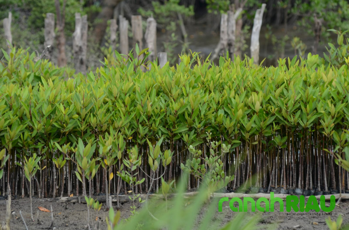 Strategi YMI untuk hentikan eksploitasi bakau yang ancam Ekosistem mangrove