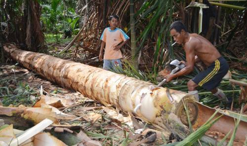 Nilai Jual Sagu Meranti Masih Sangat Rendah