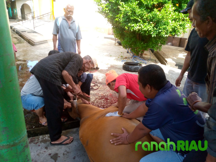 Usai Sholat Idul Adha 1444H, Masjid Al-Mubarak Desa Senggoro Sembelih 8 Ekor Hewan Kurban